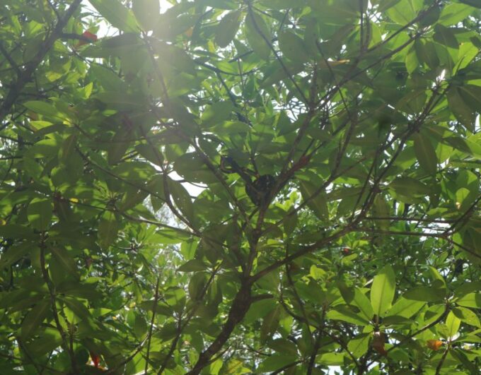 Mangrove Day Tour - Bintan - Frequently Asked Questions