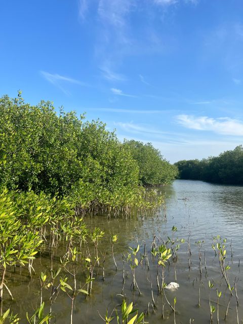 Mangrove Ecotour and Fishing in Cartagenas Natural Mangrove - Sustainable Fishing Practices