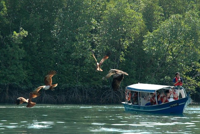 Mangrove Forest Tour In Langkawi - Tour Overview