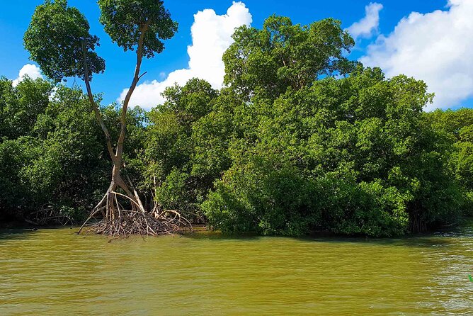 Mangrove Guided Tour - Tour Inclusions