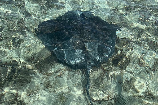 Mangrove & Iguana Clear Kayak Tour - Tour Experience Highlights