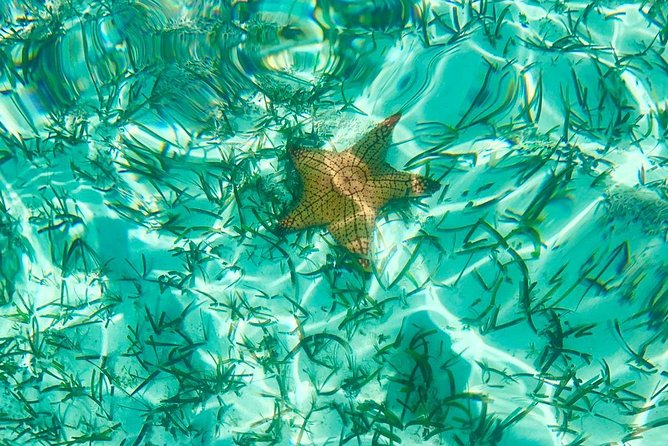 Mangrove & Iguana Clear Kayak Tour - Meeting and Pickup Details