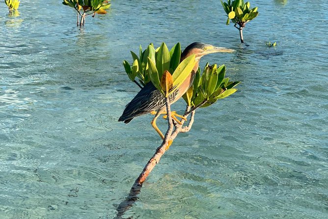 Mangrove & Iguana Clear Kayak Tour - Accessibility and Fitness Requirements