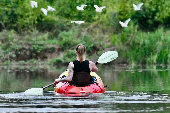 Mangrove Kayak - Key Points