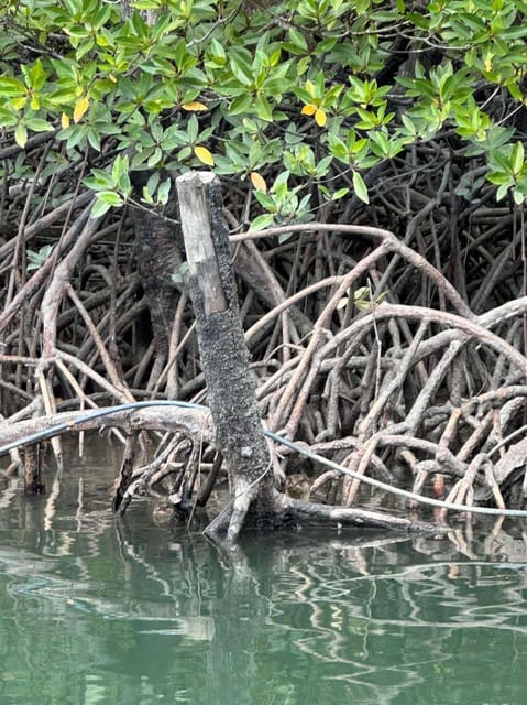 Mangrove Kayak in Langkawi Estimated 4 Hours With Lunch - Experience Highlights