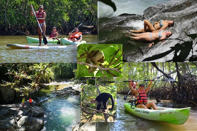 Mangrove Kayaking (Or Boat) Adventure - Exploring the Mangrove Ecosystem