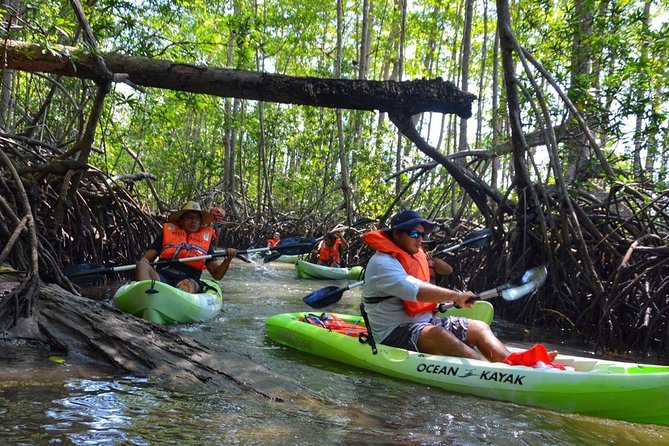 Mangrove Kayaking (Or Boat) Adventure - Kayaking vs. Boat Experience