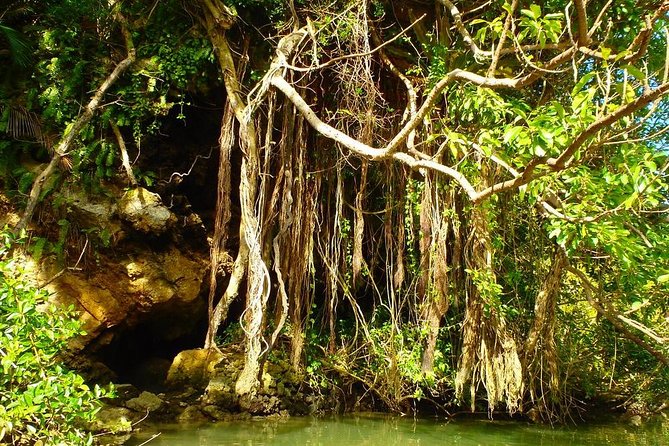 Mangrove Kayaking to Enjoy Nature in Okinawa - Local Wildlife Spotting