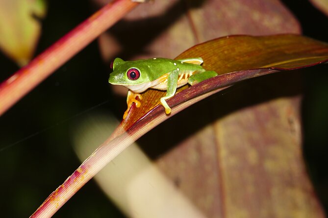 Mangrove Night Tour - Wildlife Experience