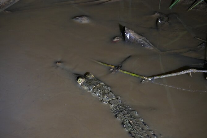 Mangrove Night Tour - Inclusions and Accessibility