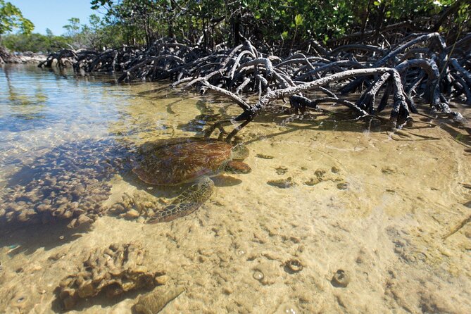 Mangrove Paddle Ride Sainte Anne Guadeloupe - Location Details