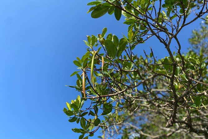Mangrove SUP in Okinawa - Transportation Options
