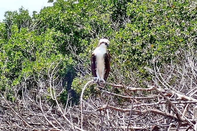 Mangrove SUP Safari - Reviews and Ratings