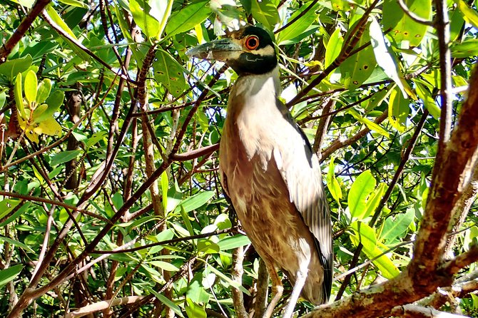 Mangrove SUP Safari - Explore the Mangrove Waterways