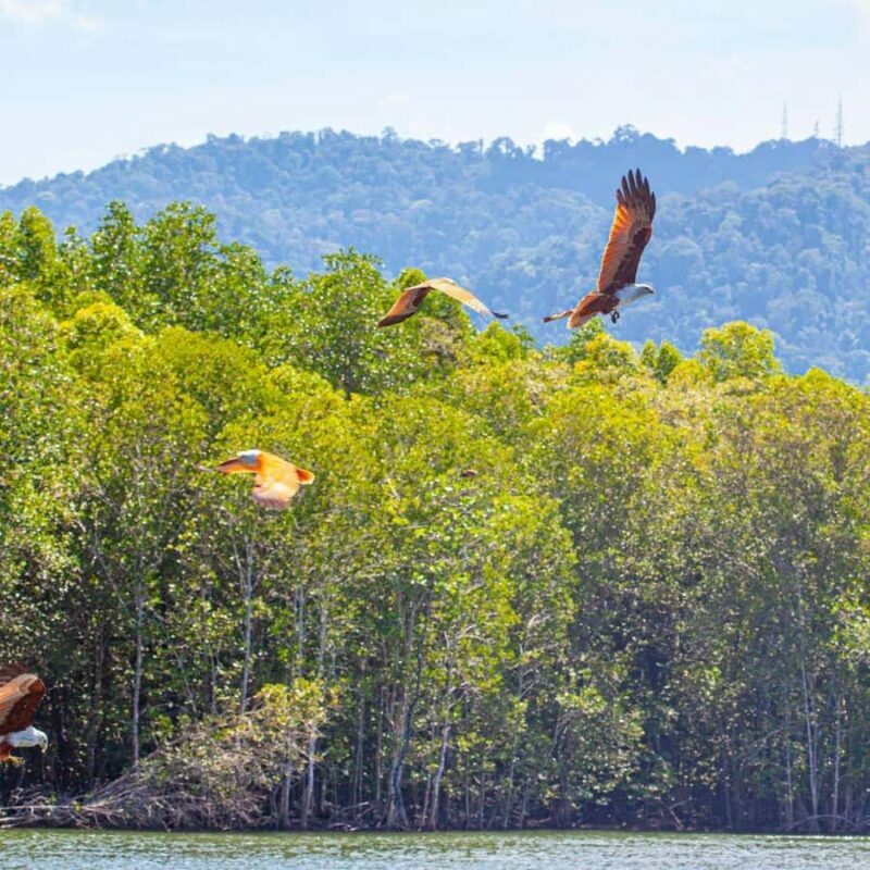 Mangrove Tour 3hour + Beach Swim + Free Lunch - FAQ