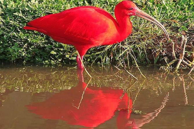 Mangrove Tour by Boat - (Birdwatching) Fauna and Flora - Half Day - Key Points