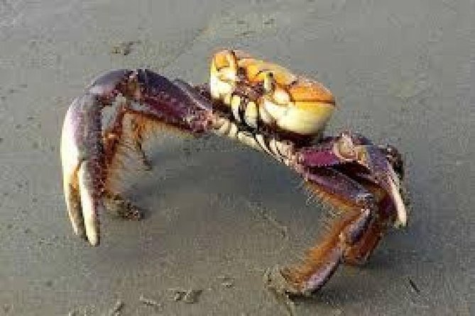 Mangrove Tour by Boat - (Birdwatching) Fauna and Flora - Half Day - Pricing and Booking