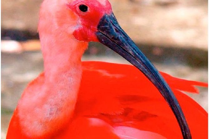 Mangrove Tour by Boat - (Birdwatching) Fauna and Flora - Half Day - Mangrove Ecosystem
