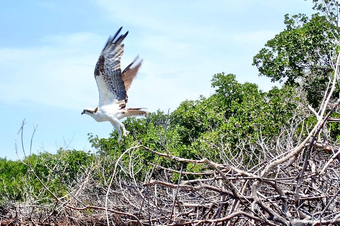 Mangrove Tunnel Kayak Eco Tour - Cancellation Policy