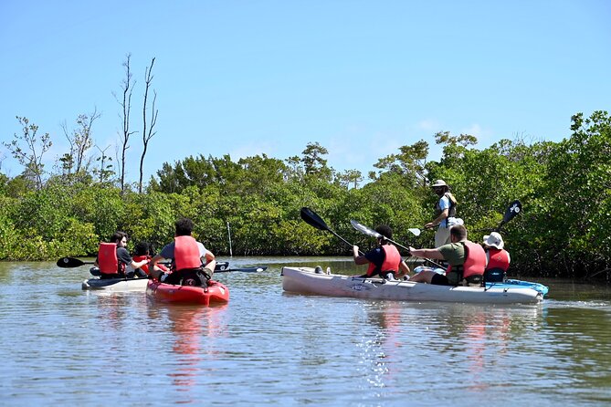 Mangrove Tunnel Kayak Eco Tour - Observing Native Wildlife