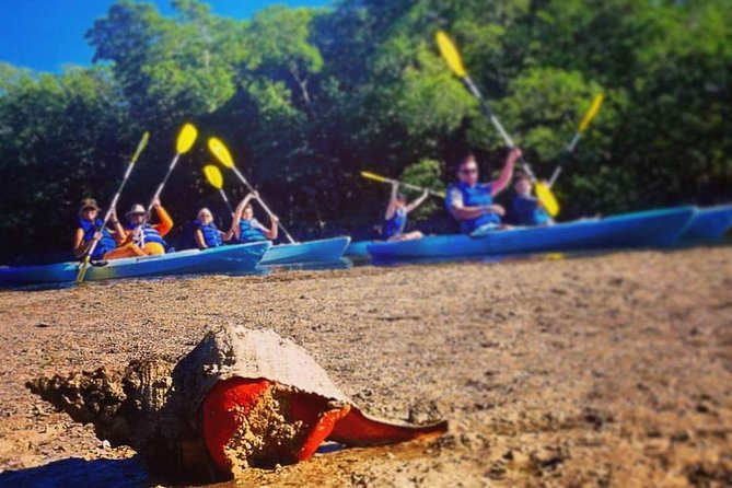 Mangrove Tunnels & Mudflats Kayak Tour - Local Biologist Guides - Kayak Equipment Provided