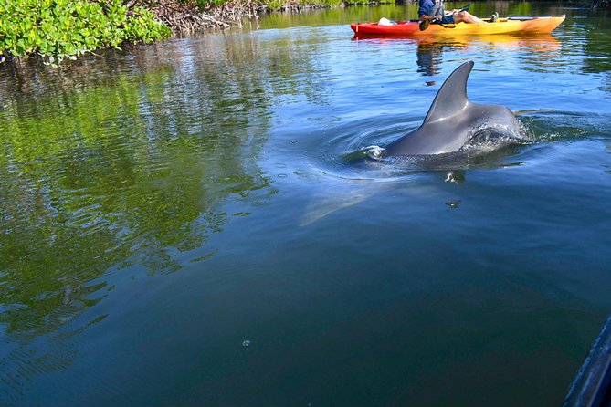 Mangrove Tunnels & Mudflats Kayak Tour - Local Biologist Guides - Booking and Cancellation Details