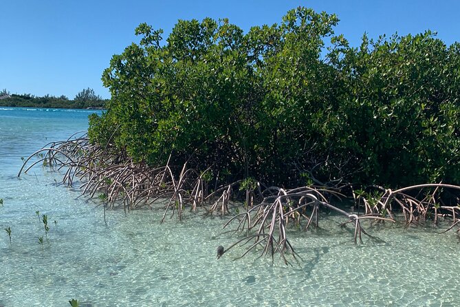 Mangroves Kayak Tour - Tour Duration and Inclusions