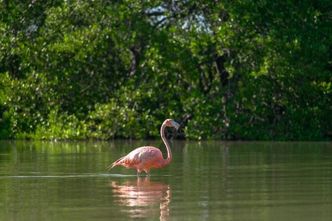 Mangroves Paddling Tour and Sunset - Health Restrictions