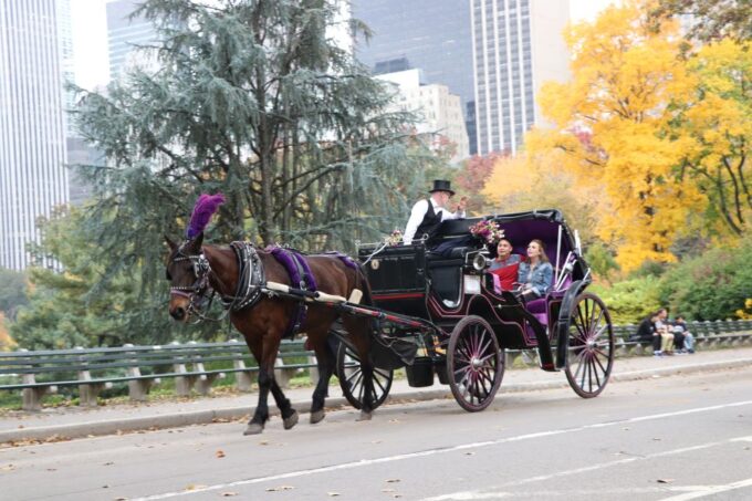 Manhattan: VIP Private Horse Carriage Ride in Central Park - Customer Ratings