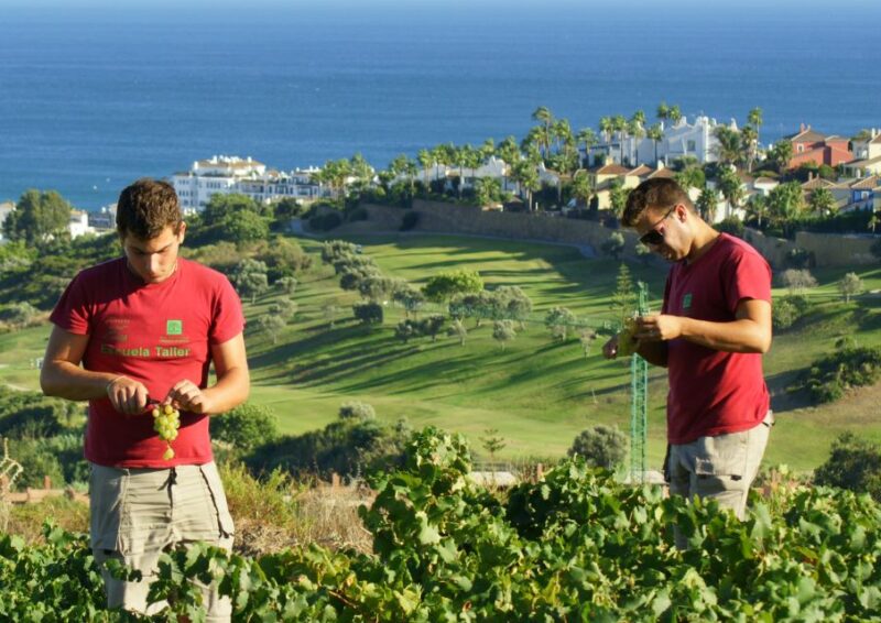 Manilva: Nilva Vineyard, Wine Tasting & Tapas Guided Tour - Project and Sustainability