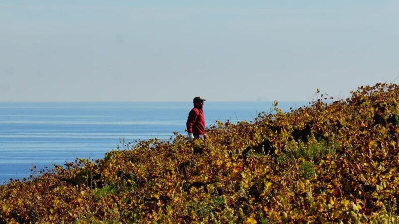 Manilva: Nilva Vineyard, Wine Tasting & Tapas Guided Tour - Customer Reviews and Ratings