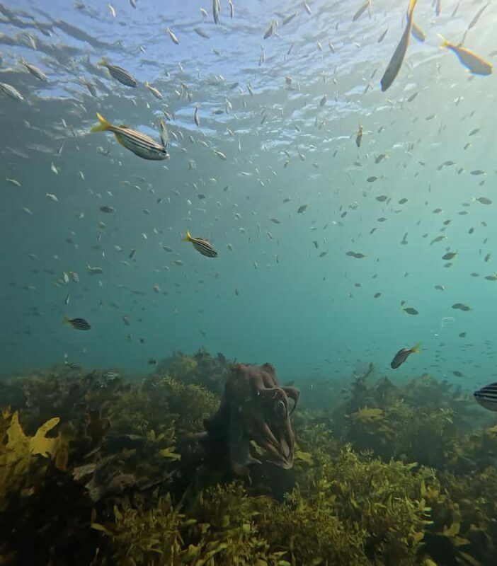 Manly Beach Guided Snorkeling Tours - FAQ