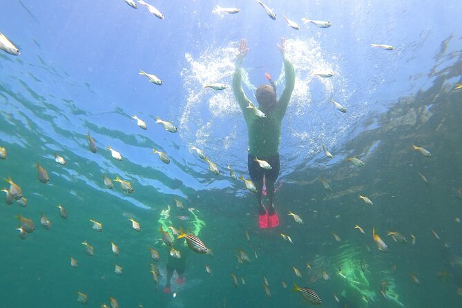 Manly Snorkel Trip and Nature Walk With Local Guide - Meeting and End Point