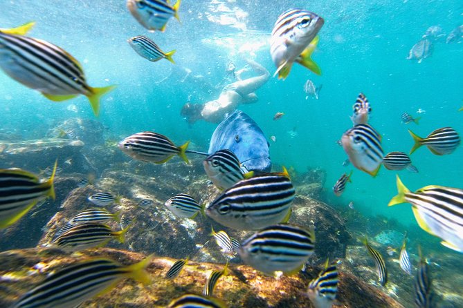 Manly Snorkel Trip and Nature Walk With Local Guide - Group Size and Supervision