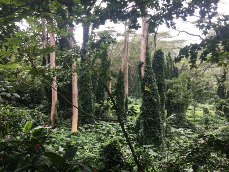 Manoa Falls Ebike to Hike - Experience Highlights