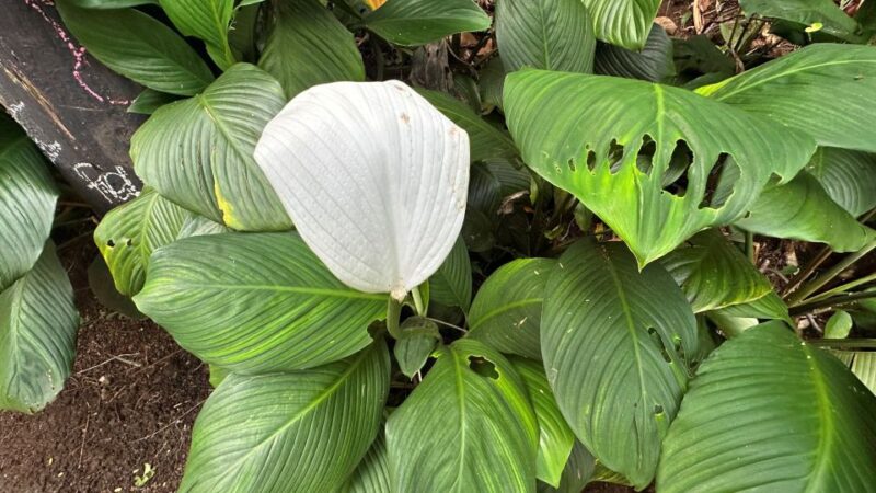 Manoa Falls Ebike to Hike - Important Information