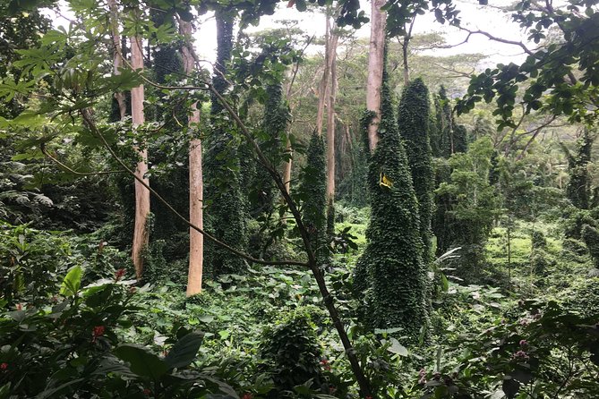 Manoa Falls-Electric Bike to Hike Experience Local Meal Included - Electric Bike Journey