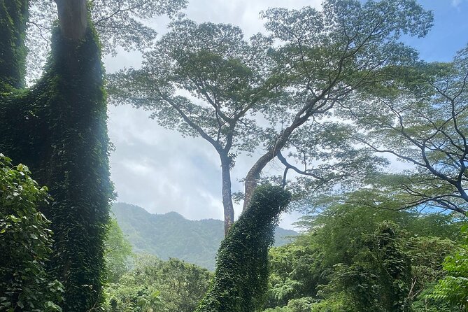 Mānoa Falls Trail Hiking Shuttle - Health and Safety Considerations