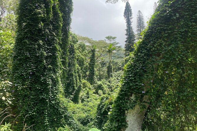 Mānoa Falls Trail Hiking Shuttle - Booking and Availability Information