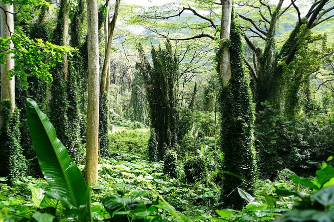 Manoa Waterfall Hike From Waikiki With Healthy Lunch Included - Tour Logistics and Policies