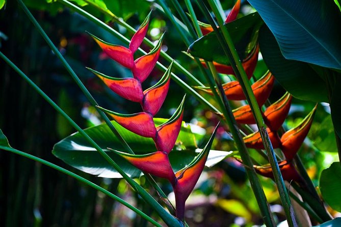 Manoa Waterfall Hike From Waikiki With Healthy Lunch Included - Safety Considerations