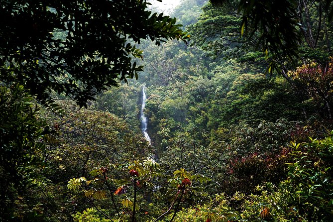Manoa Waterfall Hike From Waikiki With Healthy Lunch Included - Reviews and Ratings
