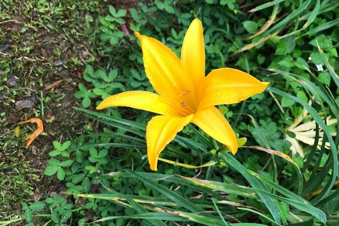 Manoa Waterfalls Hike With Local Guide - Additional Information
