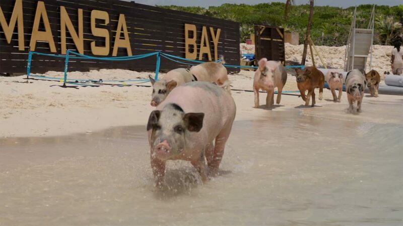 Mansa Bay w/ Swimming Pigs, Banana Boat, JetSki & Snorkeling - Authentic Experiences and Honest Feedback