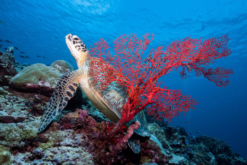 Manta Dive Gili Trawangan: Discover Scuba Diving - Important Considerations