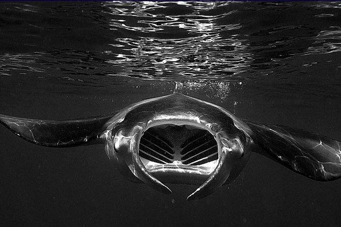 Manta Magic - Night Manta Ray Snorkel At Manta Village, Kona, Hawaii - Snorkeling Experience