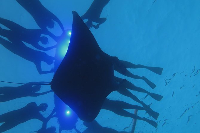 Manta Magic - Night Manta Ray Snorkel At Manta Village, Kona, Hawaii - Manta Ray Feeding