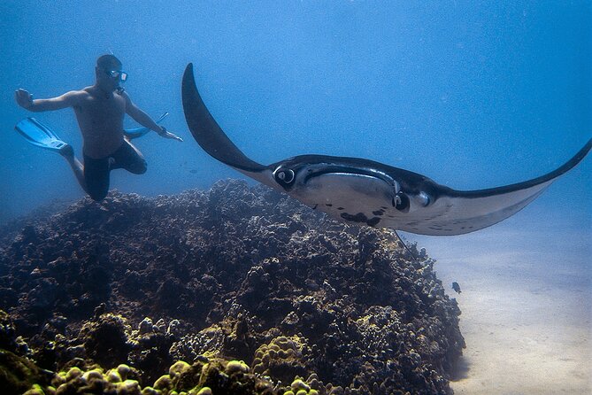 Manta Magic - Night Manta Ray Snorkel At Manta Village, Kona, Hawaii - Naturalist Insights