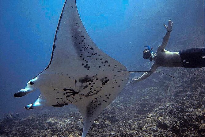 Manta Magic - Night Manta Ray Snorkel At Manta Village, Kona, Hawaii - Included Amenities