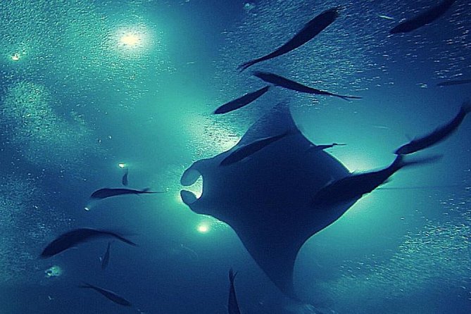 Manta Magic - Night Manta Ray Snorkel At Manta Village, Kona, Hawaii - Accessibility and Fitness